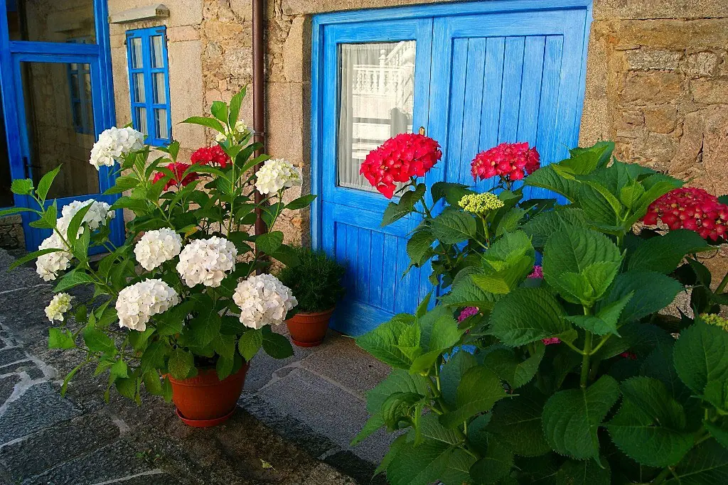 Hortensias junto a la casa